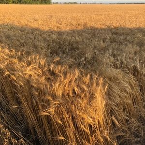 Meet your Posher, Norma